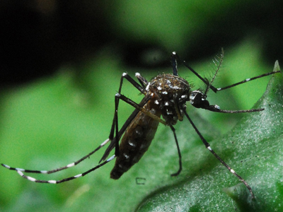  Frame do filme <EM>O mundo macro e micro do mosquito <U>Aedes aegypti</U></EM>, produzido pelo Setor de Produção e Tratamento de Imagem do IOC. Foto: Genilton Vieira 